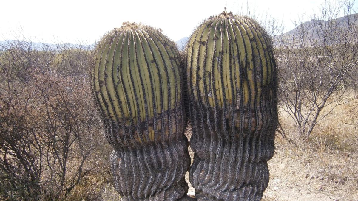 <![CDATA[La Biznaga Burra se extinguirá en 40 años por el consumo de acitrón]]>