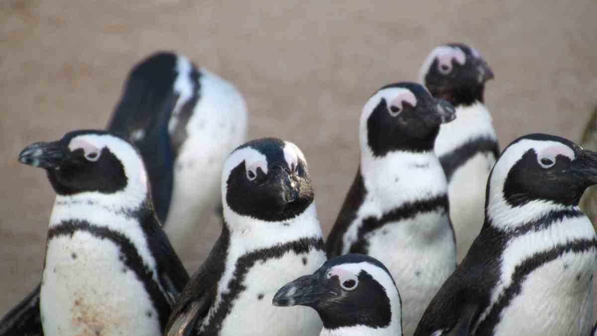 <![CDATA[¿Dónde ver pingüinos en CDMX?]]>