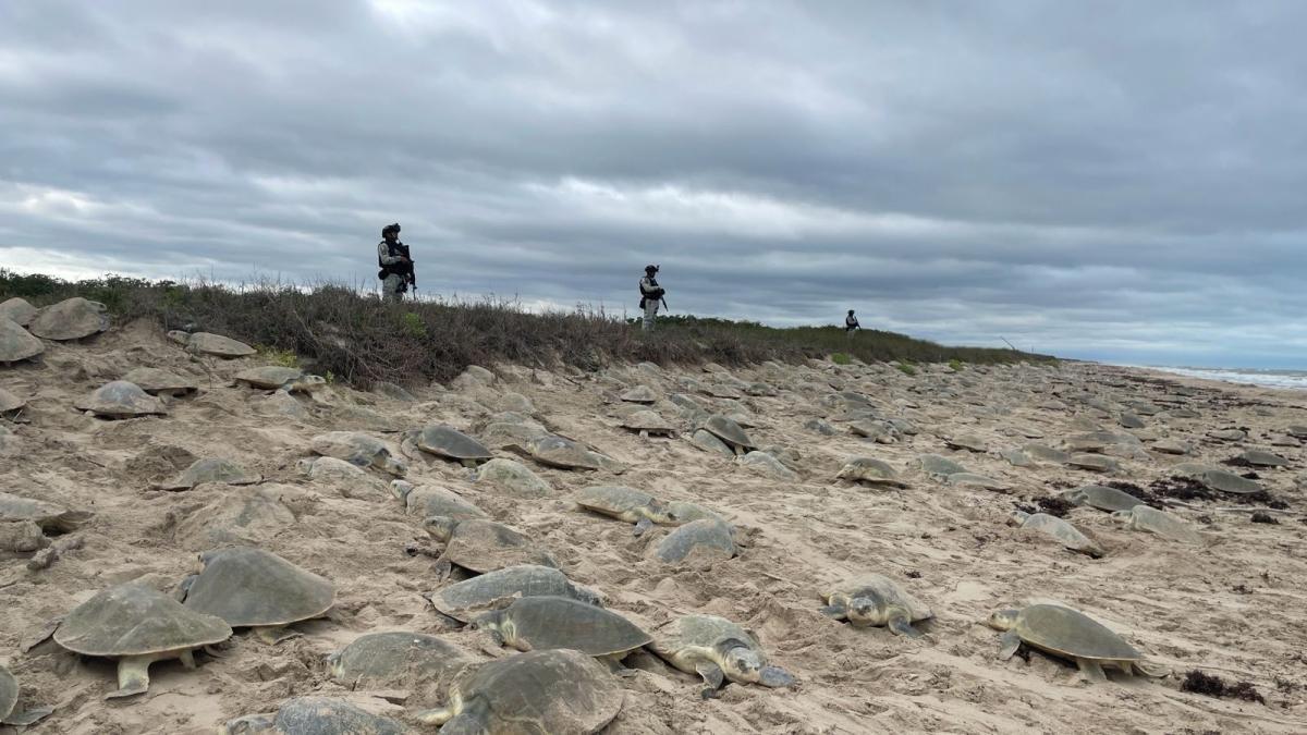 <![CDATA[Resguardan 7 mil nidos de Tortuga Lora en primera arribada a playa de Tamaulipas | VIDEO]]>