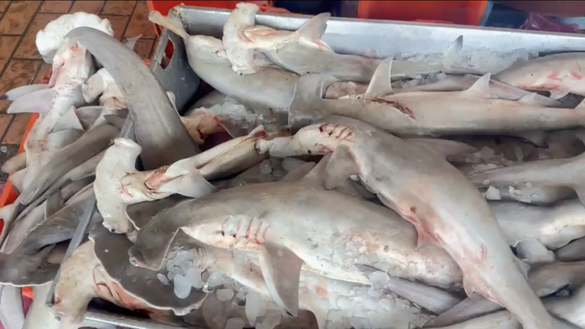 <![CDATA[México, importante proveedor internacional de aletas de tiburón; falta regulación]]>