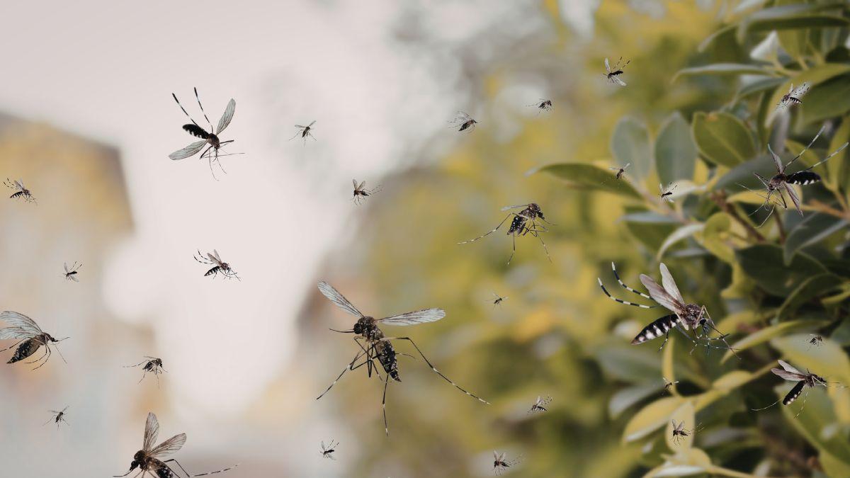 <![CDATA[Qué mosquitos transmiten la malaria y cómo protegerte]]>