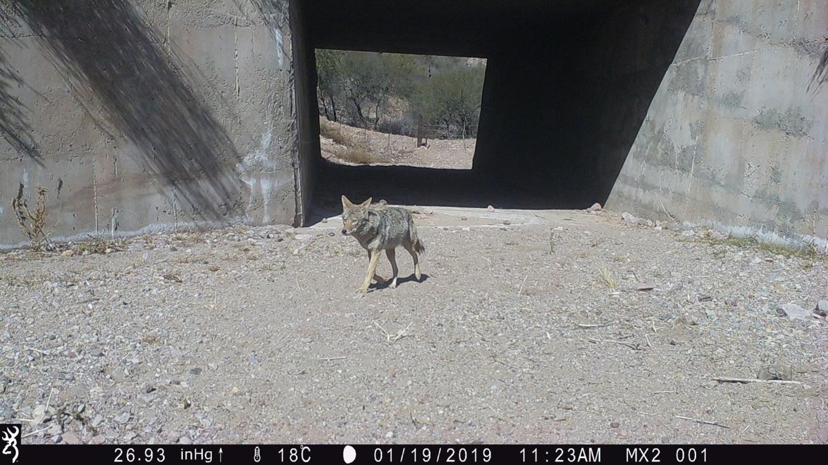 <![CDATA[Túneles de vida: el plan para salvar a animales en la frontera de Sonora]]>