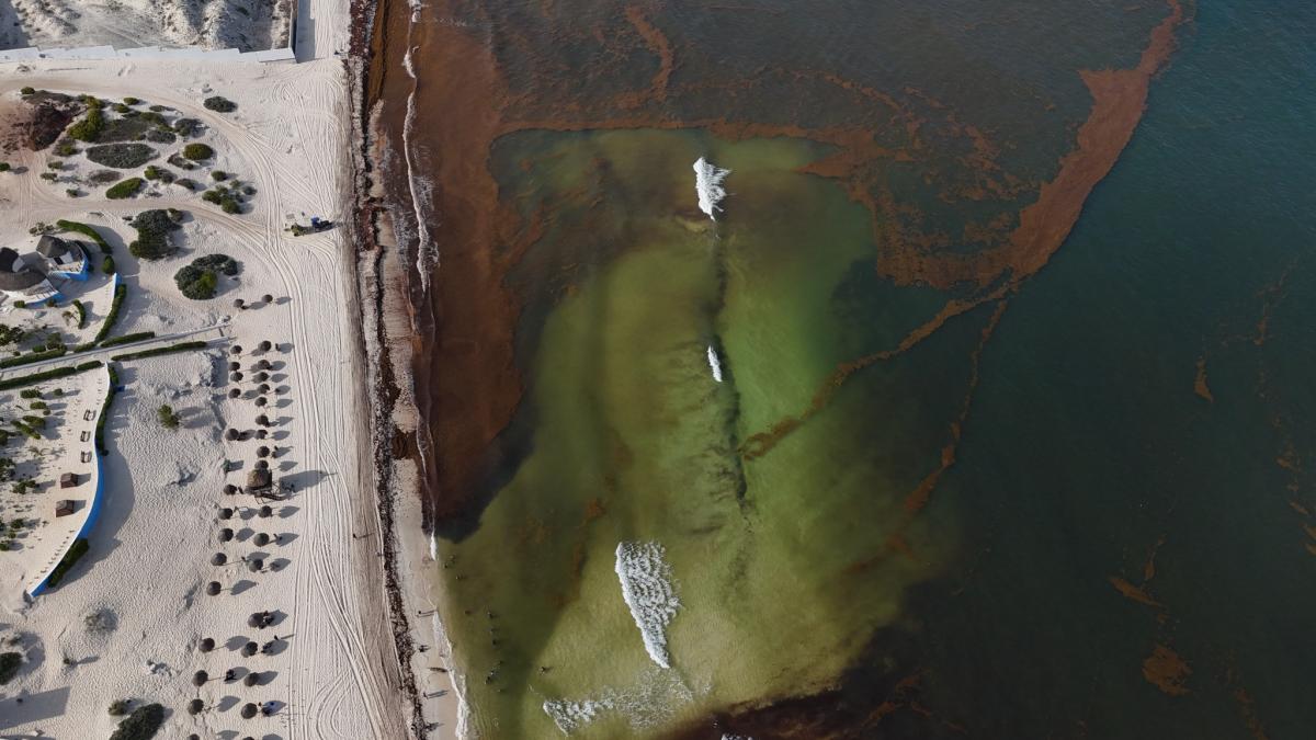 <![CDATA[Anuncian segundo buque para recolectar sargazo en costas de Quintana Roo]]>