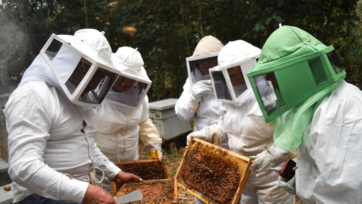 <![CDATA[Desaparición de polinizadores pone en riesgo la vida y cultivos]]>