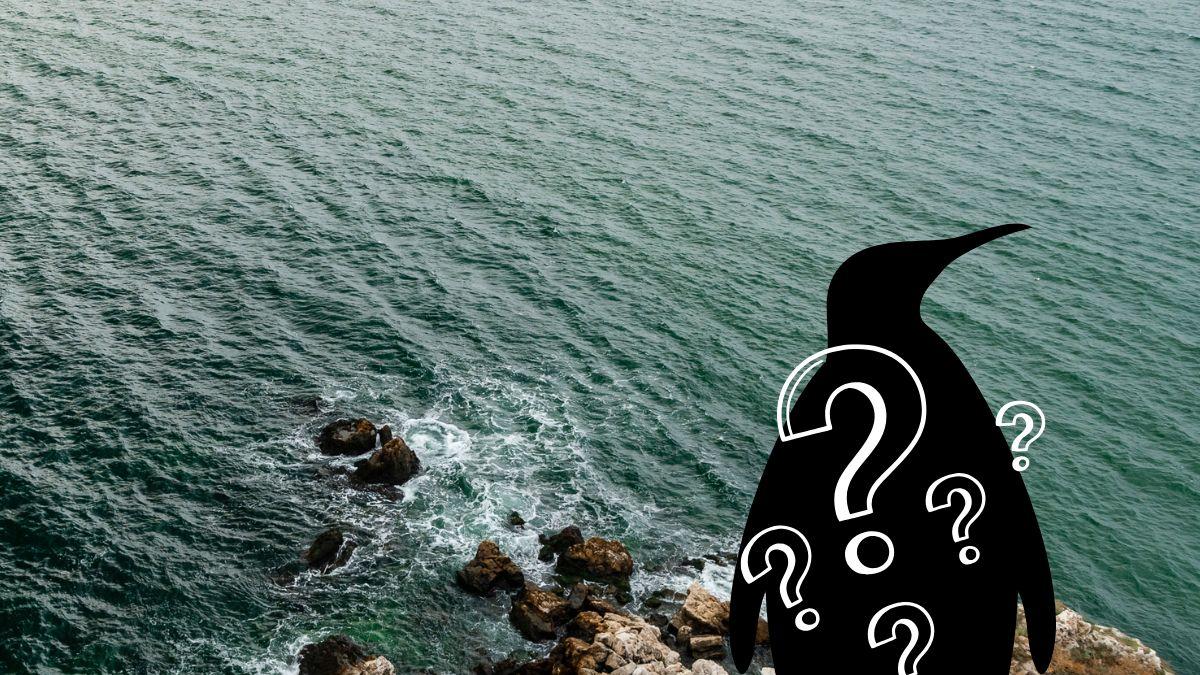 <![CDATA[Día Mundial de los Pingüinos: ¿Cuál es el pingüino más raro del mundo?]]>