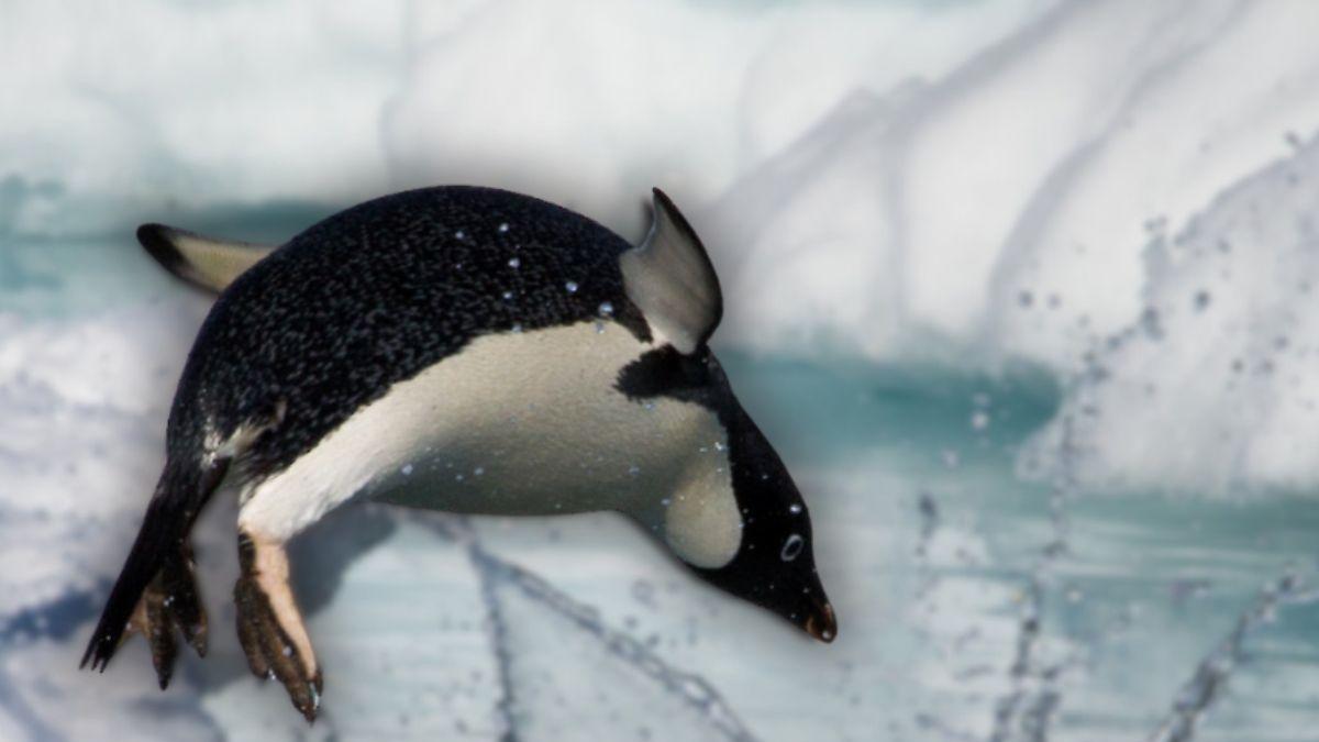 <![CDATA[¿Cómo viven los pingüinos? Hábitos de pareja, reproducción y supervivencia en condiciones extremas]]>