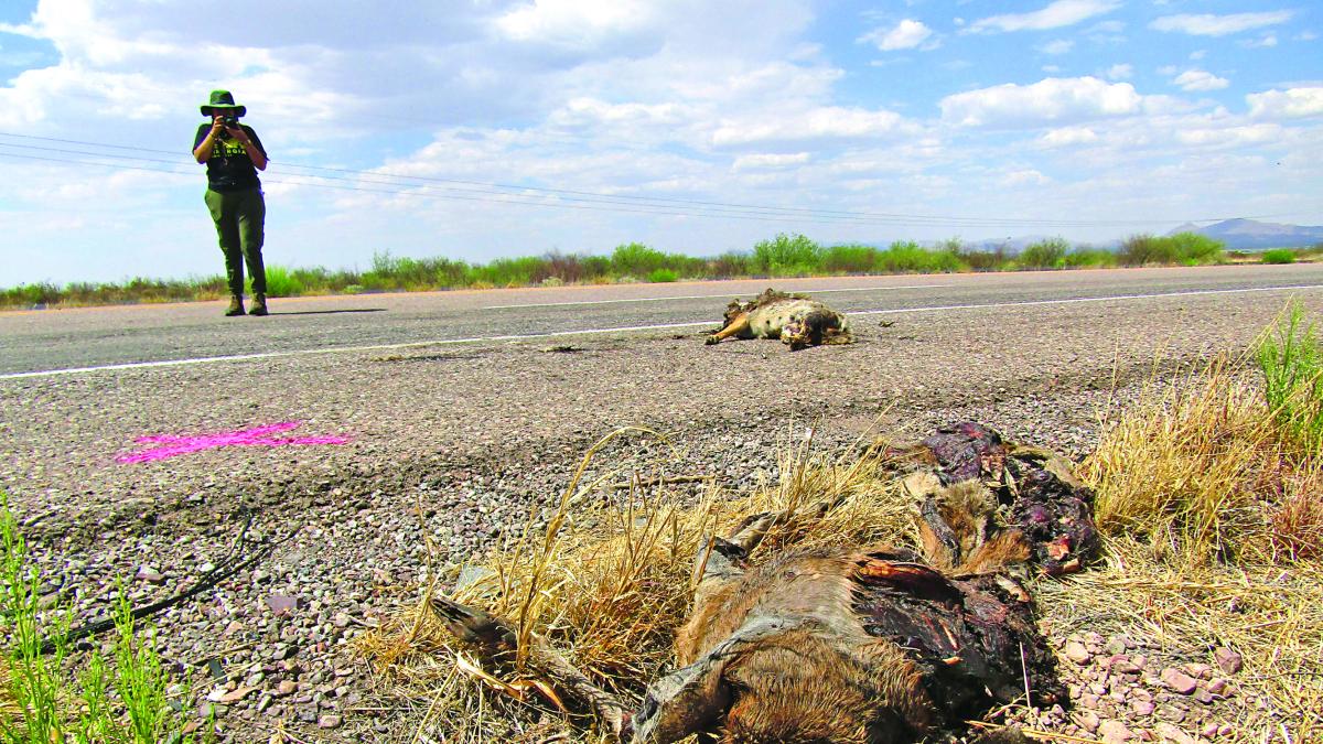 <![CDATA[Impulsan crear pasos en vías para la fauna; buscan evitar que animales mueran arrollados]]>