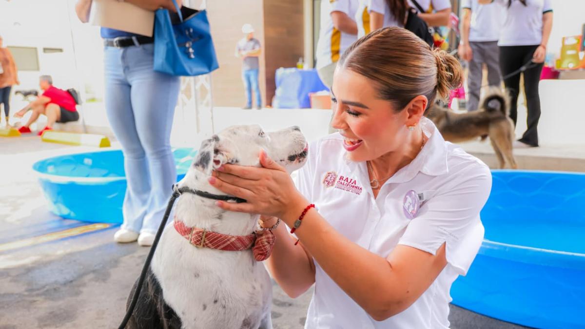 <![CDATA[BC promueve el bienestar animal]]>