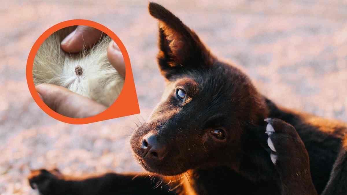 <![CDATA[¿Cómo quitarle las garrapatas a un perro? Guía sin riesgos para tu lomito]]>