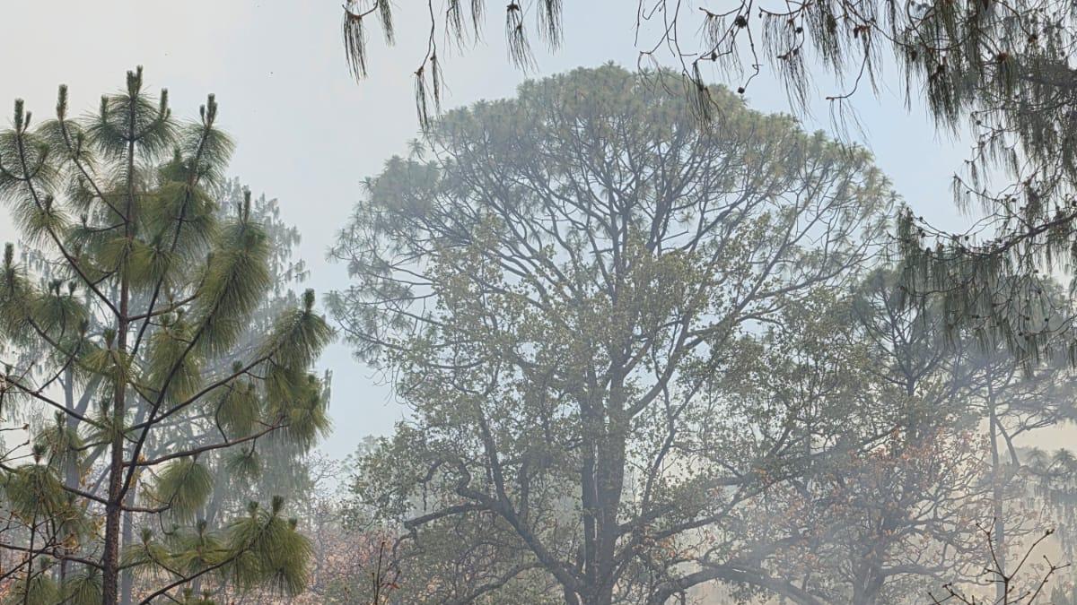 <![CDATA[Se registran 49 incendios forestales activos en México, la cifra más alta en lo que va de 2026]]>