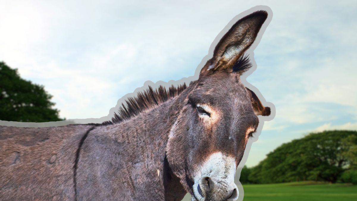 <![CDATA[Santuarios de burros en México: dónde están y cómo rescatan animales abandonados]]>