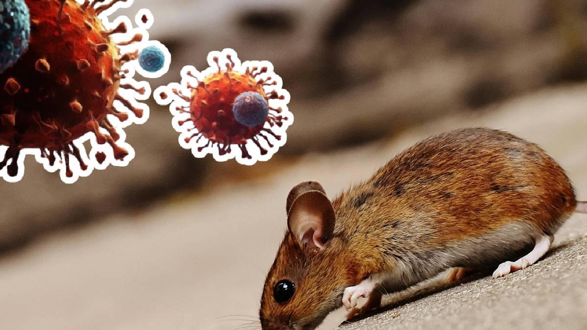 <![CDATA[Riesgo de hantavirus para la población es extremadamente bajo: OMS]]>