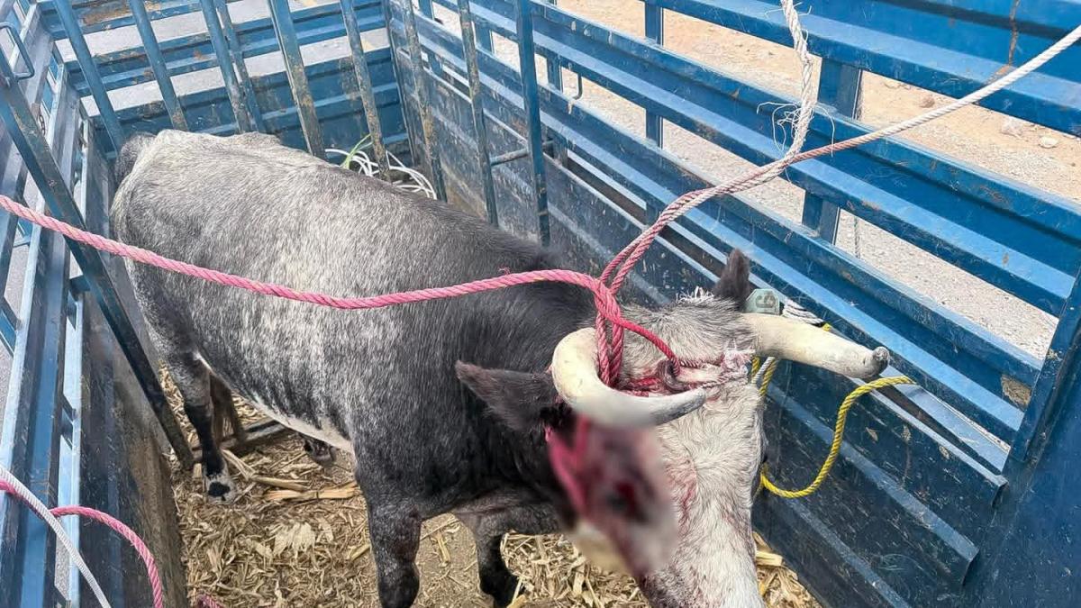 <![CDATA[Toro fuera de control desquicia la México- Querétaro]]>