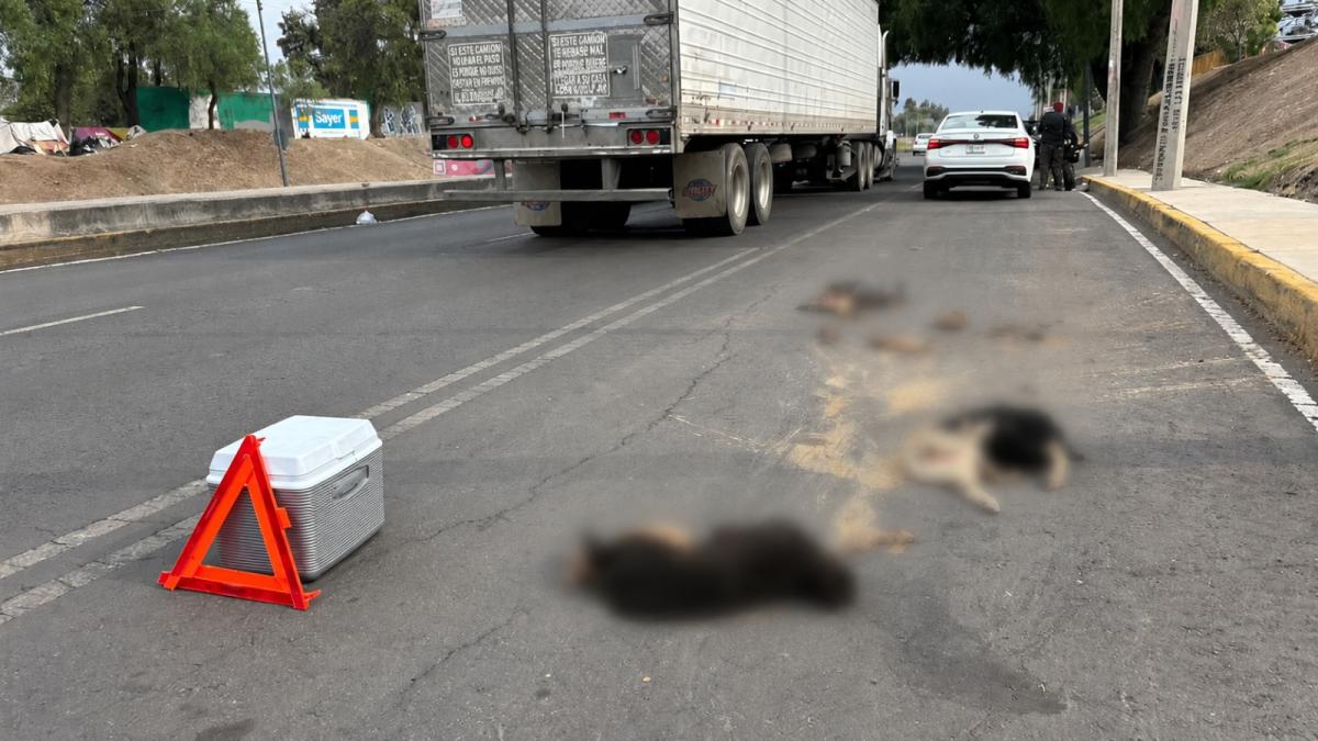 <![CDATA[Crueldad animal: tiran cuerpos de perros y gatos decapitados en GAM]]>