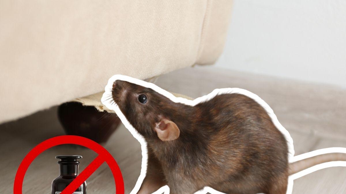<![CDATA[¡Diles adiós! ¿Cómo eliminar a las ratas sin veneno?]]>