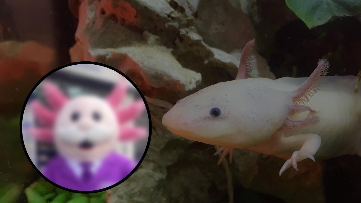 <![CDATA[¡Es el AjoloSimi! Botarga del Doctor Simi con cabeza de ajolote se vuelve viral]]>