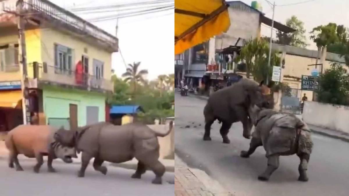 <![CDATA[Feroz pelea entre rinocerontes sorprende a turistas en Nepal | VIDEO]]>