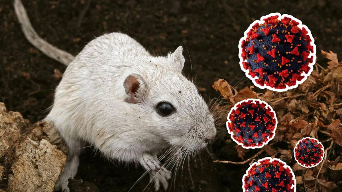 <![CDATA[Hantavirus: Operativo científico investiga posible origen de contagios en crucero]]>