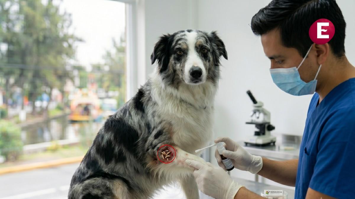 <![CDATA[Detectan primer caso de gusano barrenador en un per