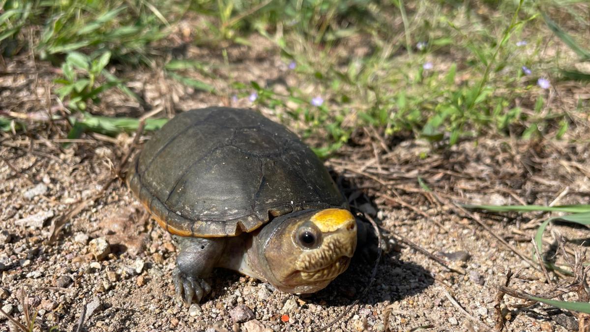 <![CDATA[Tras denuncia, Profepa realiza acciones de protección para Tortuga Casquito de Vallarta]]>