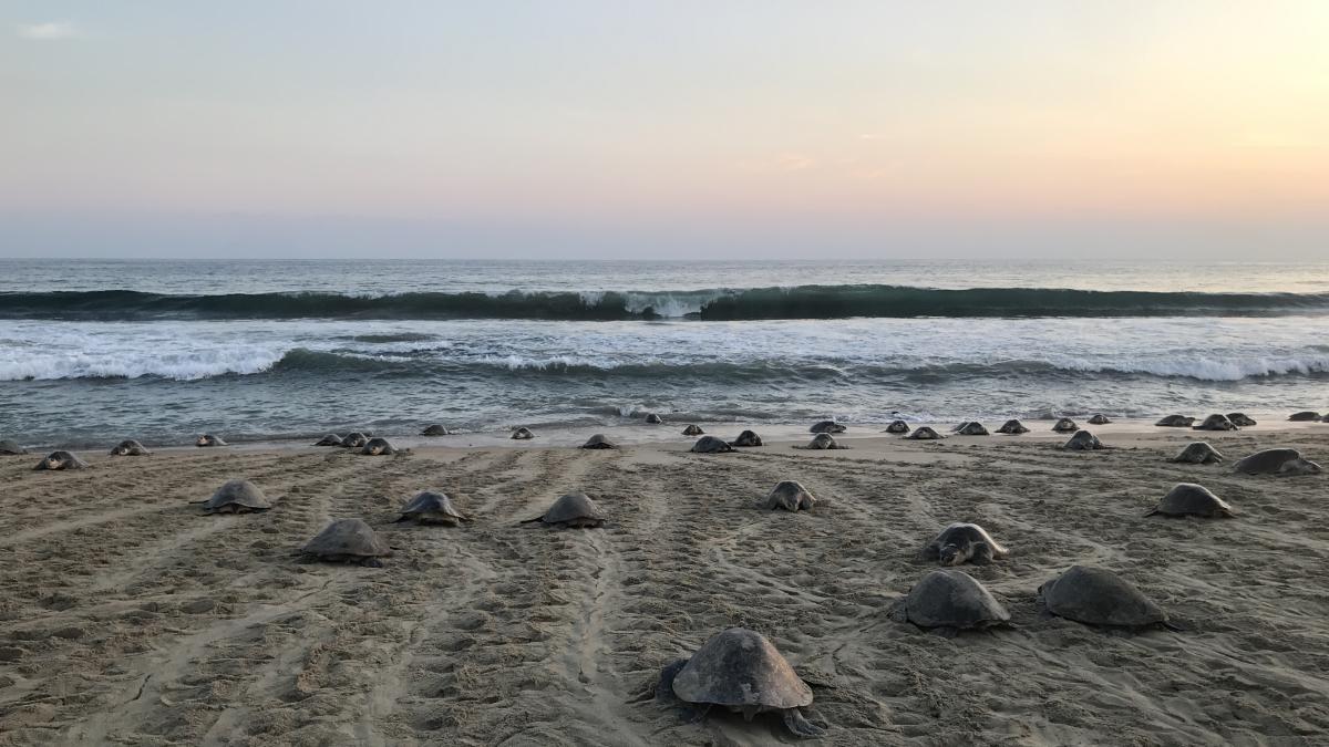 <![CDATA[Playa de Oaxaca se llena de vida con llegada de 11 mil tortugas golfinas | VIDEO]]>