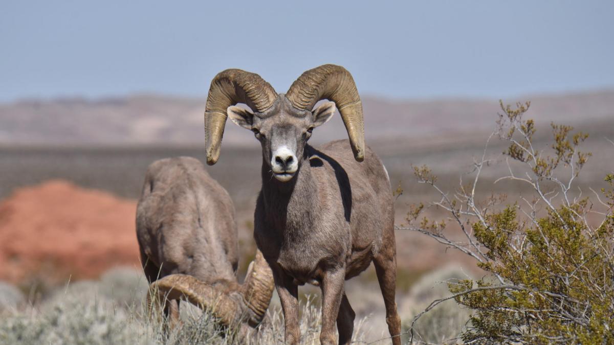 <![CDATA[Nación Seri acusa saboteo en subasta de borrego cimarrón en la Isla del Tiburón]]>