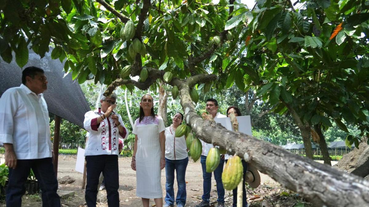 <![CDATA[Sheinbaum anuncia proyecto “precio justo para el cacao de Tabasco”]]>
