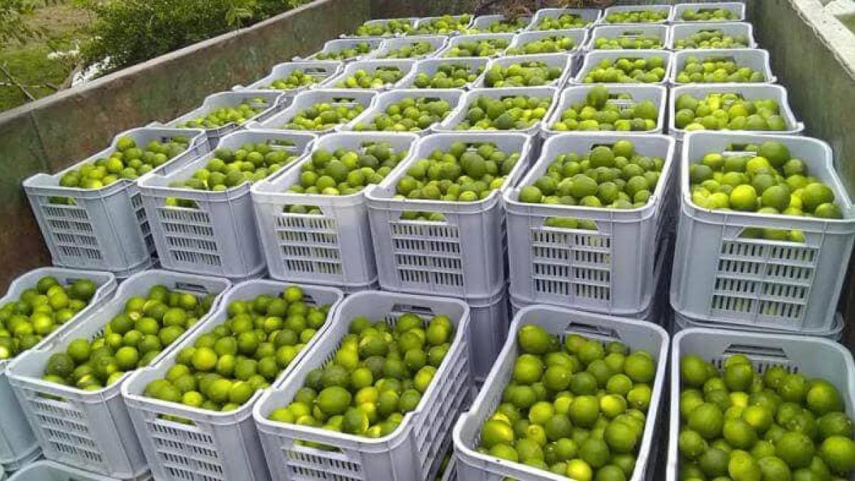 <![CDATA[Productores de limón y café en Coatepec exigen seguridad ante extorsiones]]>