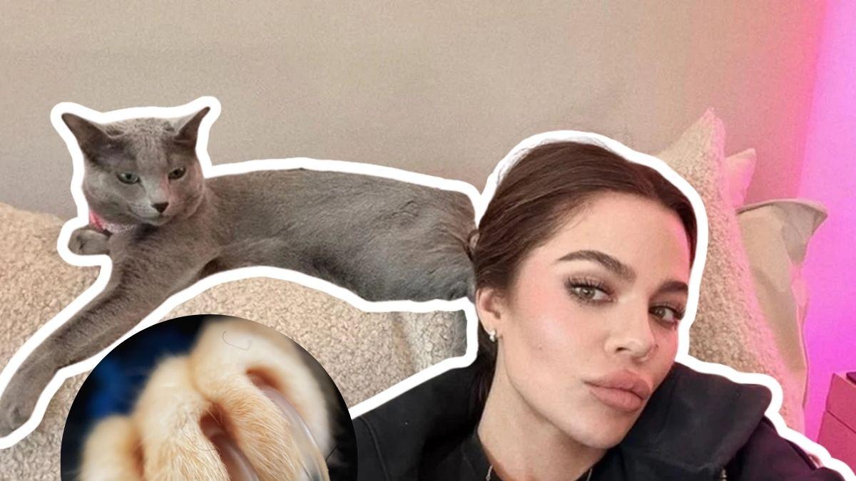 <![CDATA[¿Maltrato animal? Khloé Kardashian admite haber amputado las garras de sus gatos]]>