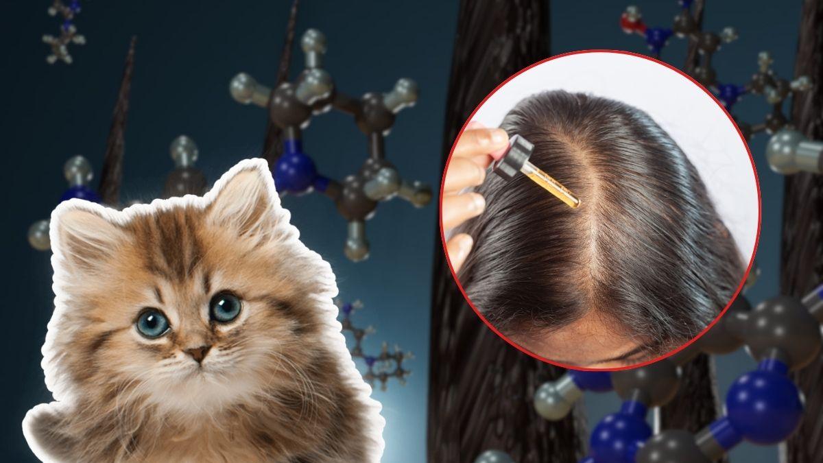 <![CDATA[¿Usas minoxidil? ¡Cuidado! POdrís poner en riesgo a tus mascotas]]>