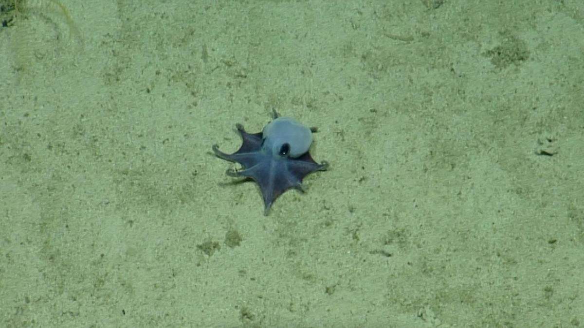 <![CDATA[El extraño pulpo azul de Galápagos que sorprendió a científicos por su tamaño]]>