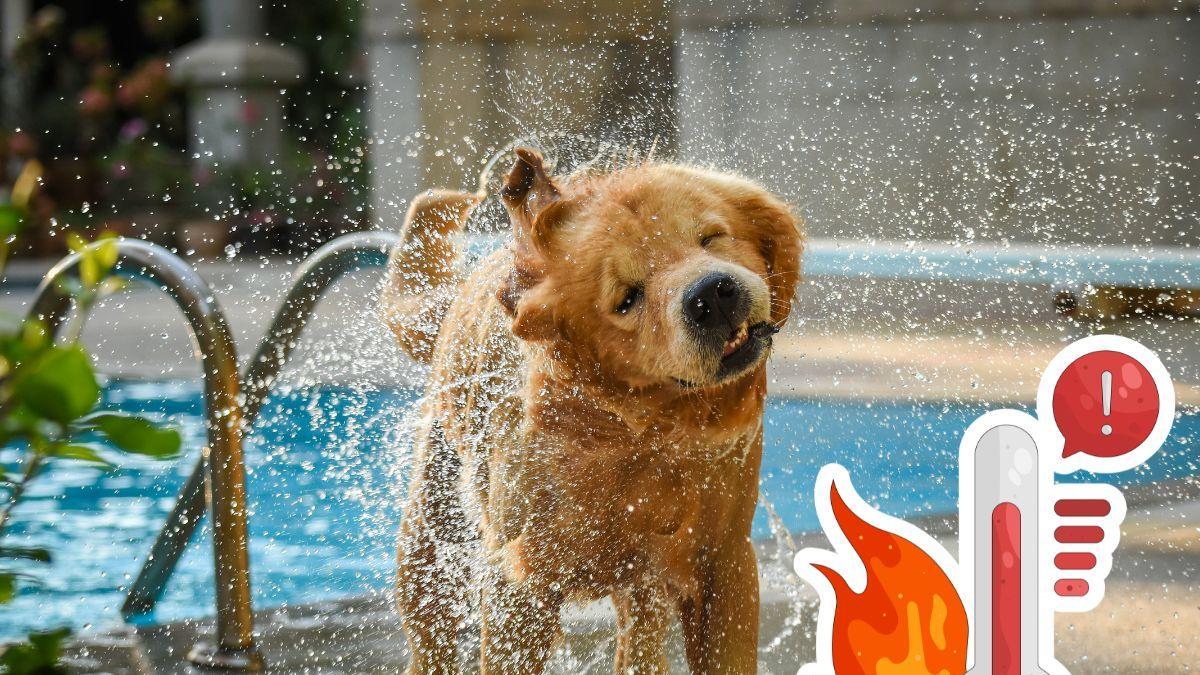 <![CDATA[¿Dónde mojar a tu perro cuando tiene calor? Así puedes refrescarlo]]>