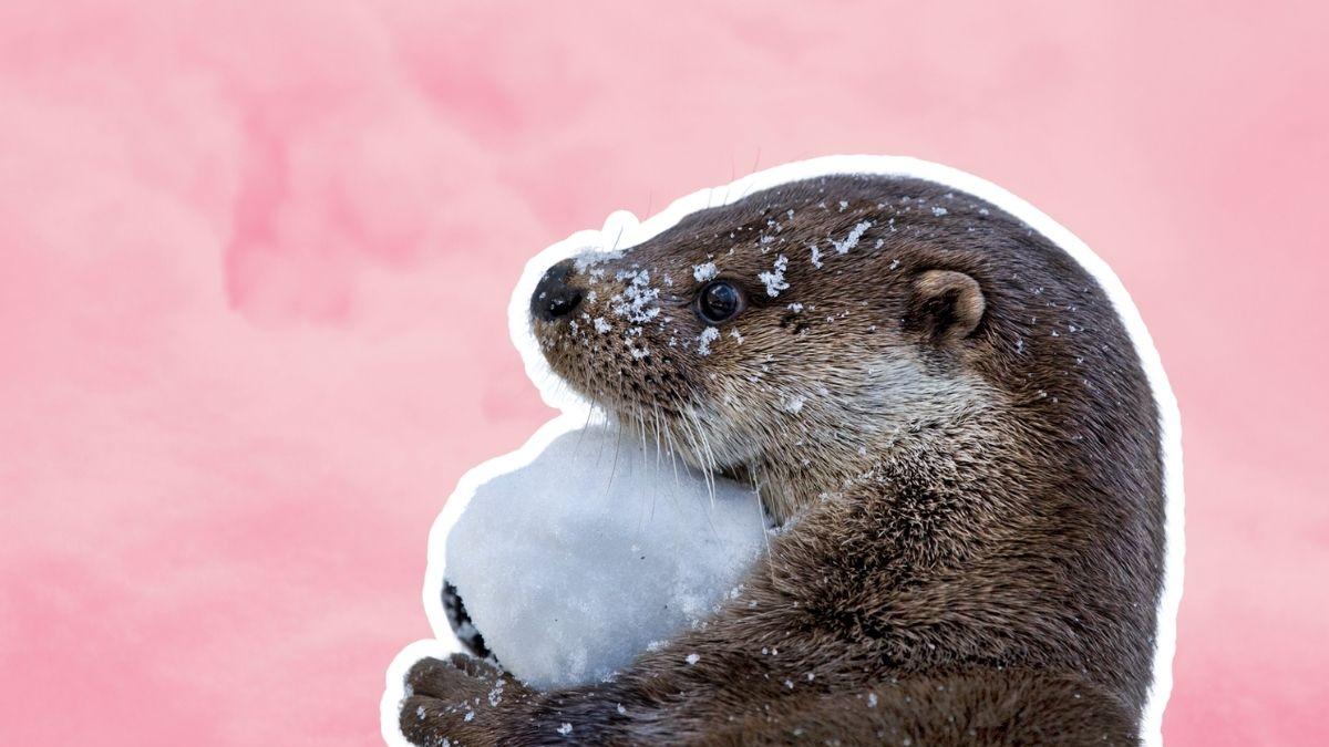 <![CDATA[¿Cuánto cuesta tener una nutria en México? Los miles de pesos que videos virales no te muestran]]>