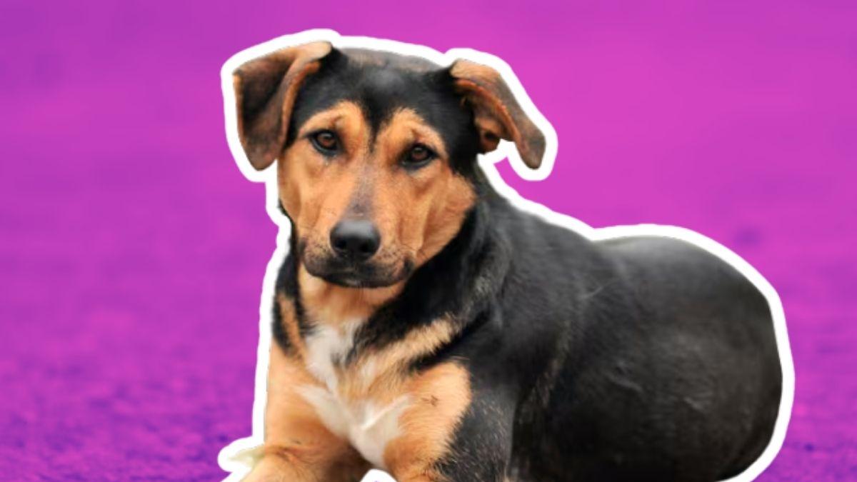 <![CDATA[Día Mundial del perro sin raza: Mitos sobre los perros mestizos]]>