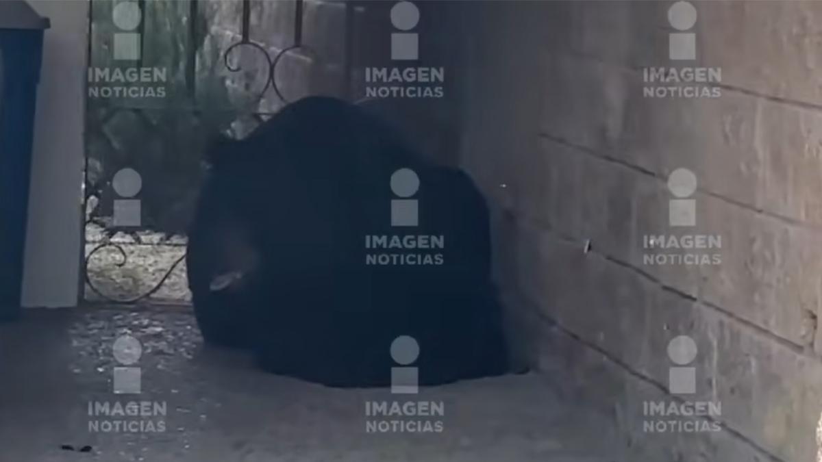 <![CDATA[Osa invade casa en fraccionamiento de Monterrey y no se quiere ir]]>