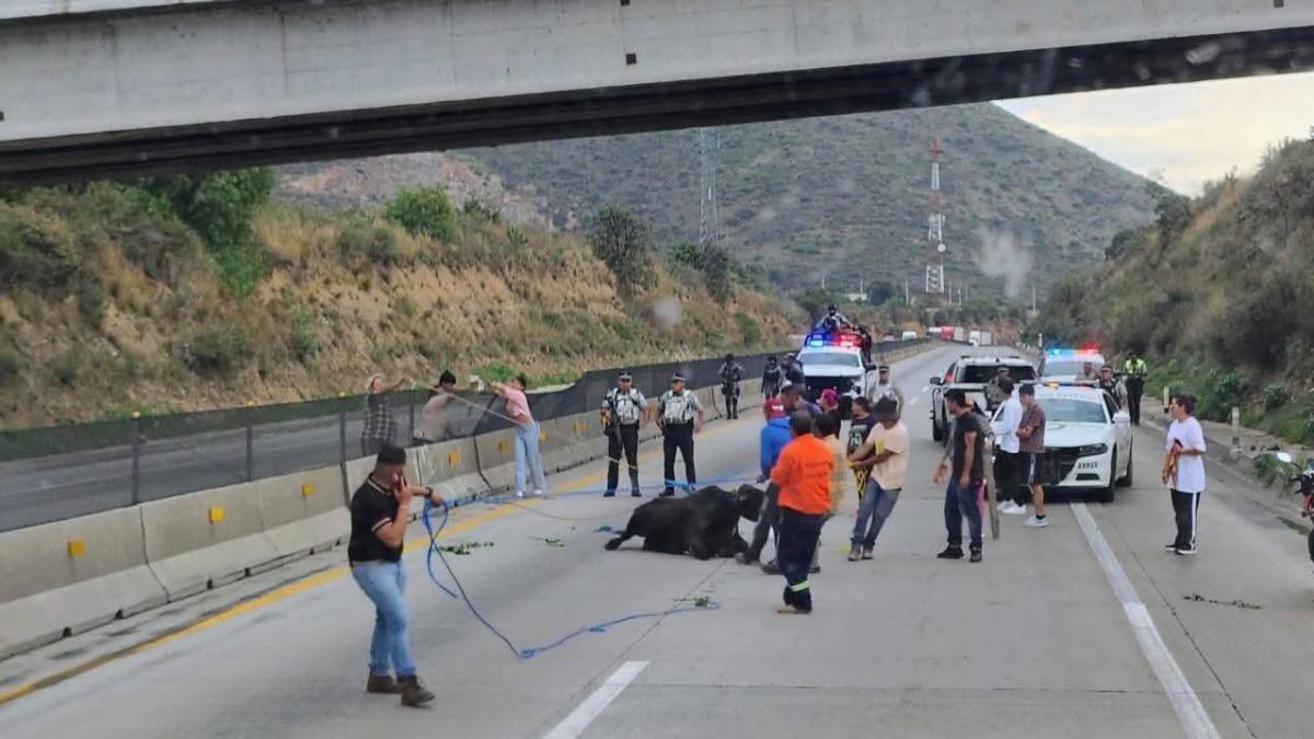 <![CDATA[Becerros mueran calcinados dentro de un tráiler en la autopista Arco Norte]]>