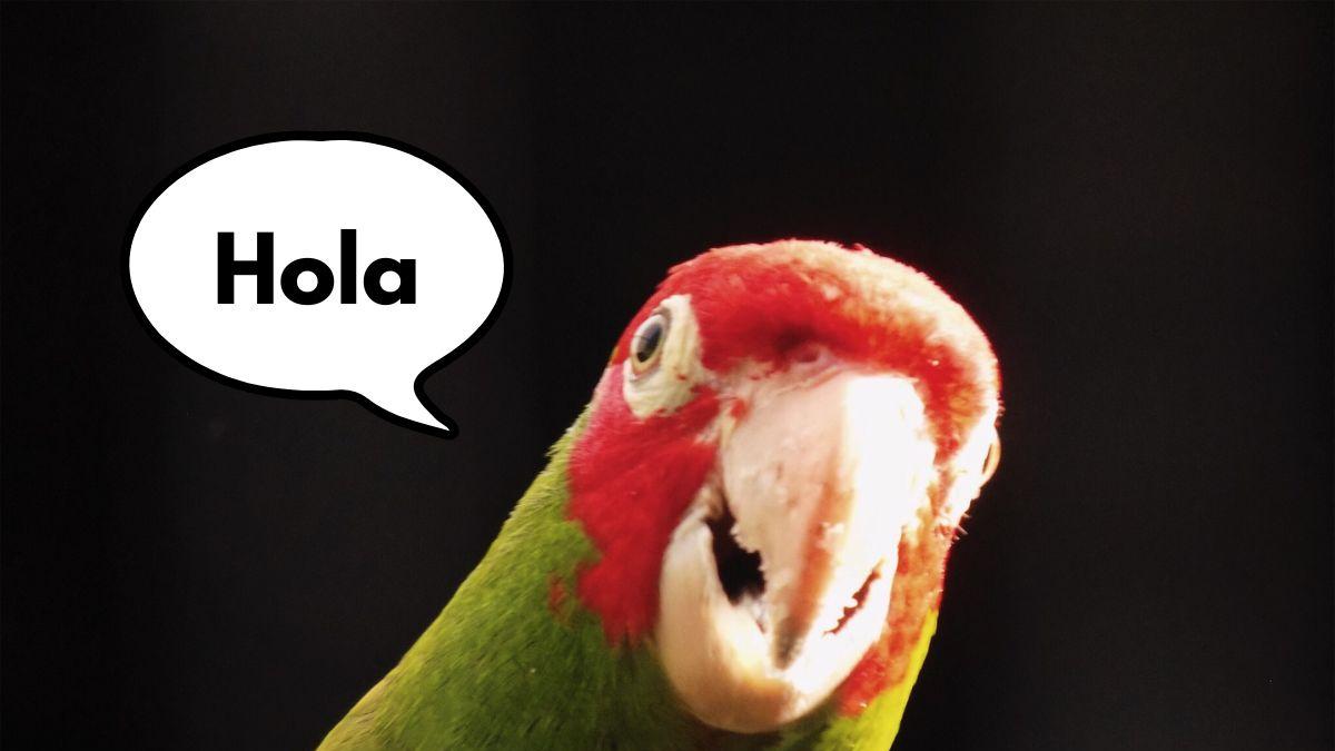 <![CDATA[¿Por qué los loros hablan?]]>