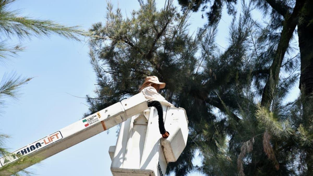 <![CDATA[Piden vecinos protección al arbolado de Benito Juárez]]>