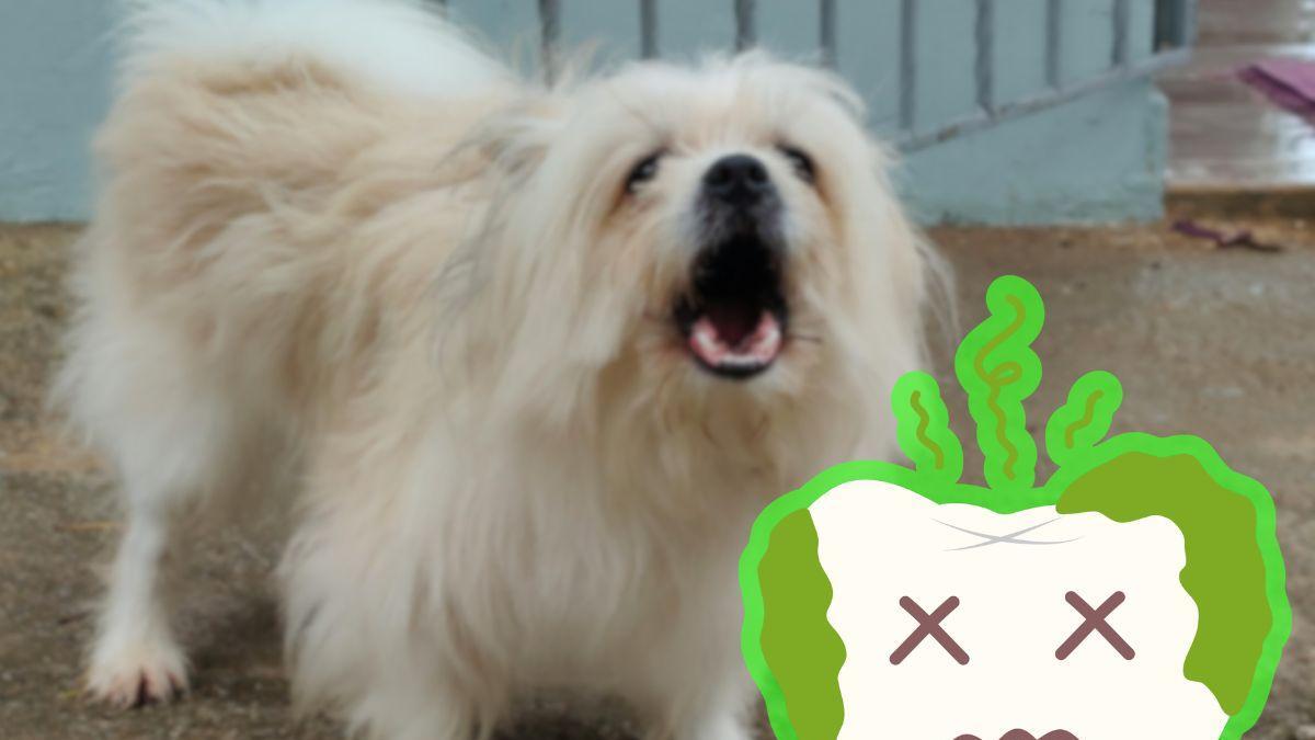 <![CDATA[¿Cómo eliminar el mal aliento de tu perro?]]>