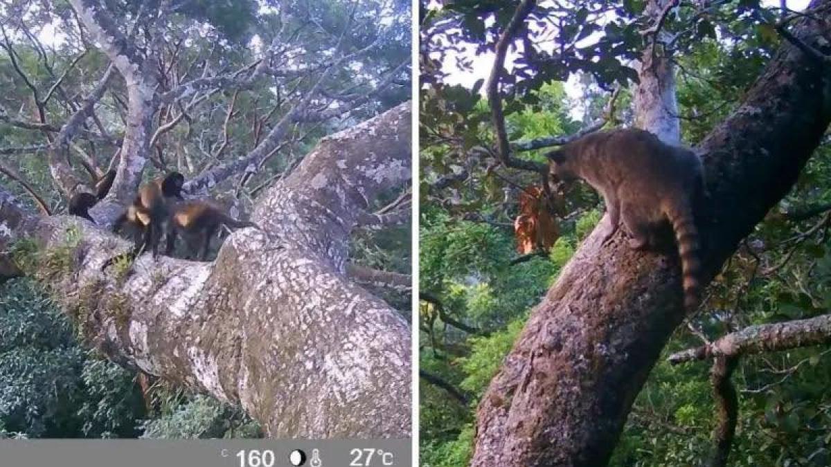 <![CDATA[¿Especies extintas? Captan tigrillos, tayras y cacomixtles en la selva veracruzana]]>