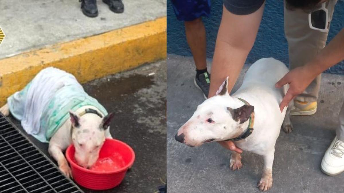 <![CDATA[Fallece perrito tras permanecer horas encerrado en camioneta]]>