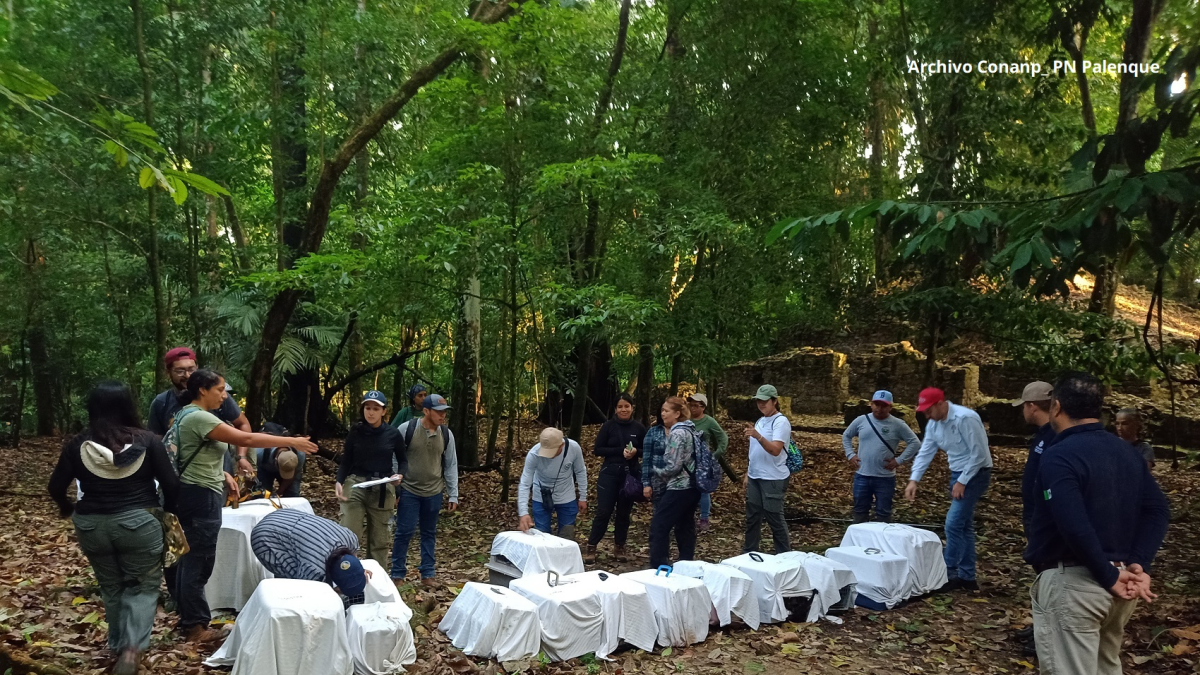 <![CDATA[Regresan a la selva: liberan en Chiapas a 17 primates rescatados del tráfico ilegal]]>
