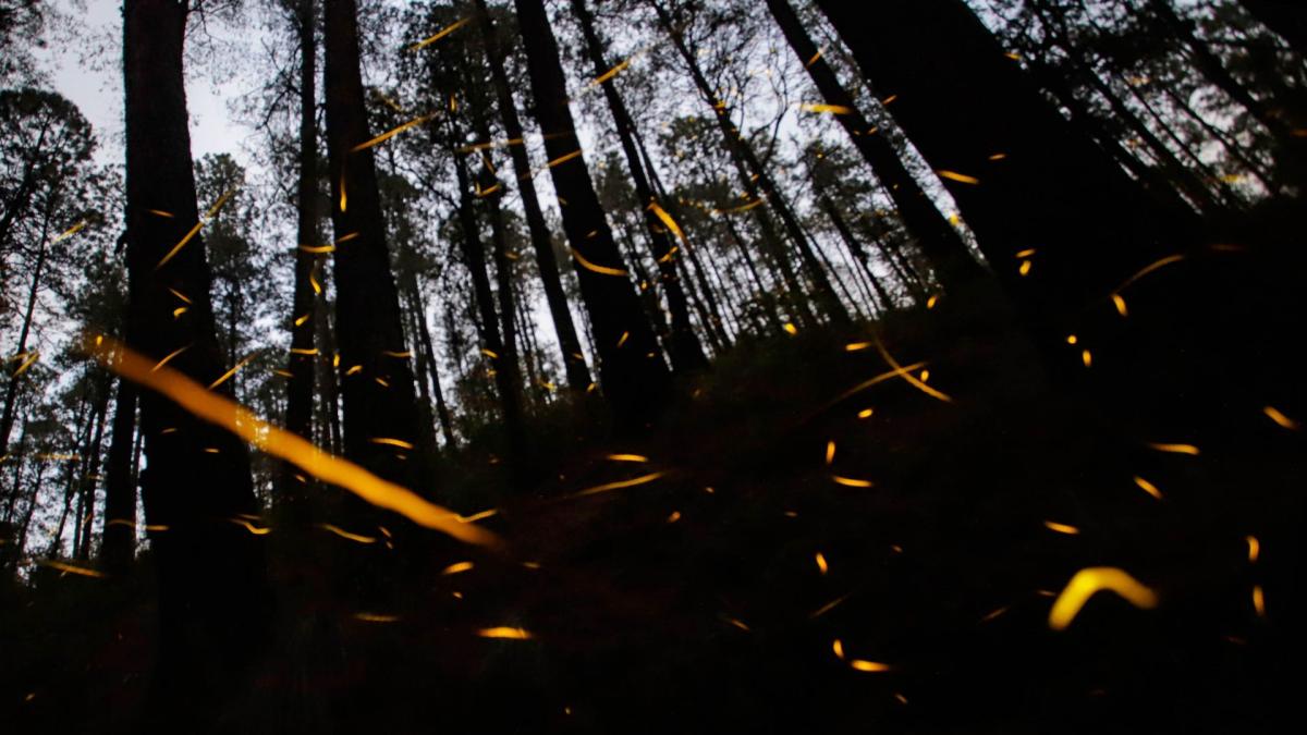 <![CDATA[Bosques del Edomex se iluminan con temporada de luciérnagas]]>
