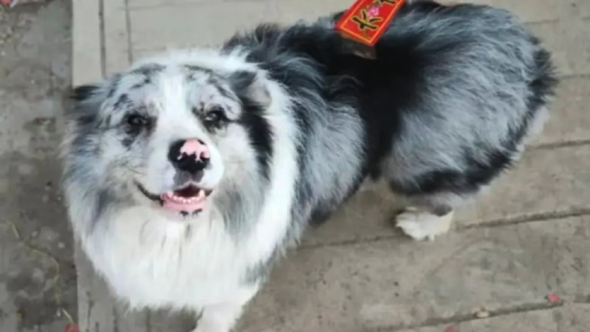 <![CDATA[Chutou, el perro influencer, fue secuestrado y servido en un restaurante en China]]>