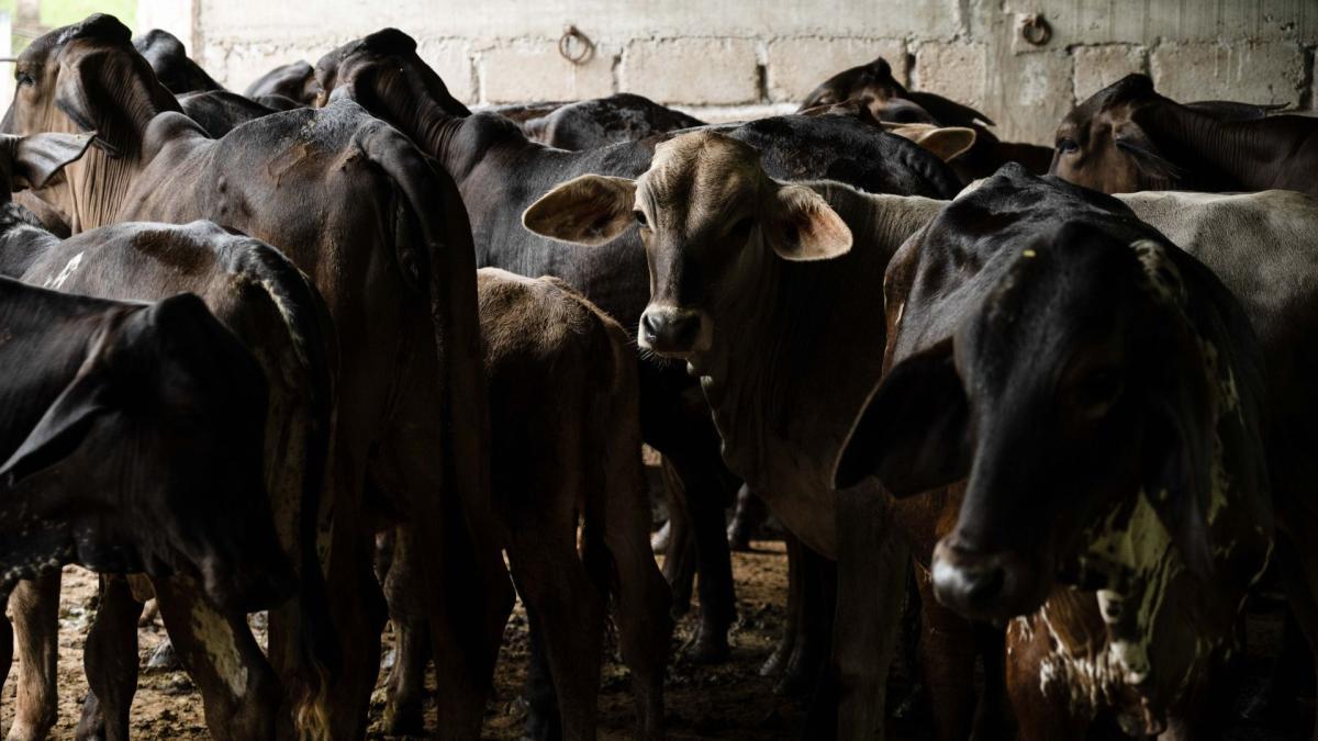<![CDATA[EU confirma dos casos más de gusano barre