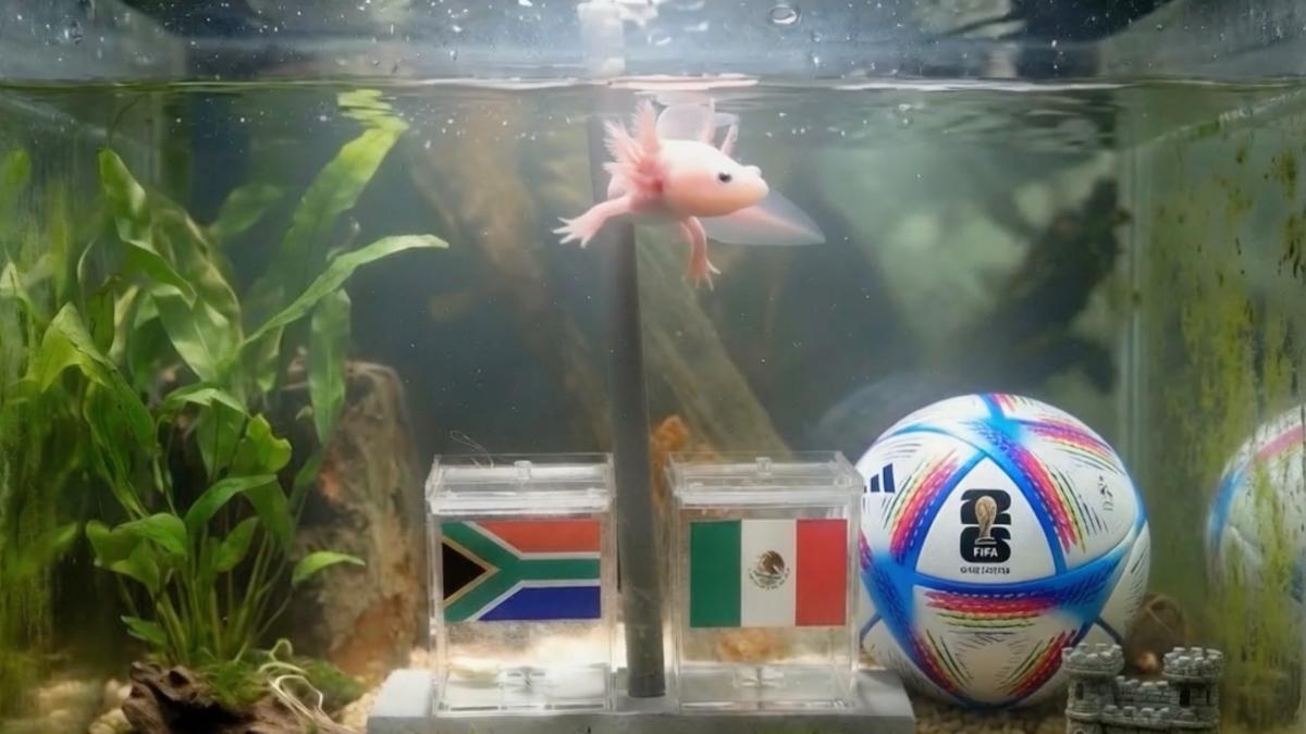<![CDATA[Mundial 2026: 'Paco el ajolote' predice al ganador 