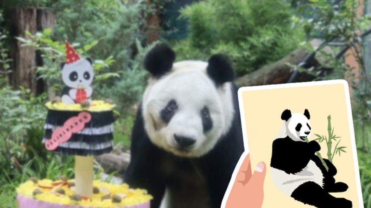 <![CDATA[Xin Xin cumple 36 años: conoce cómo enviar tu carta
