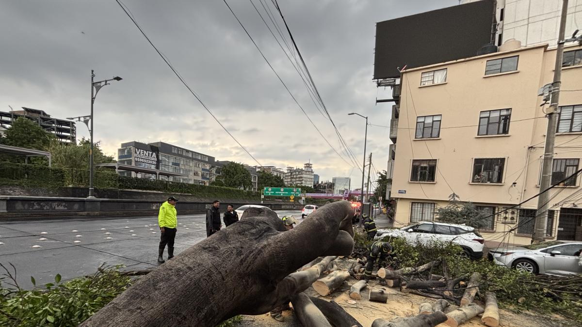 <![CDATA[Lluvia y fuertes vientos provocan caída de árboles 