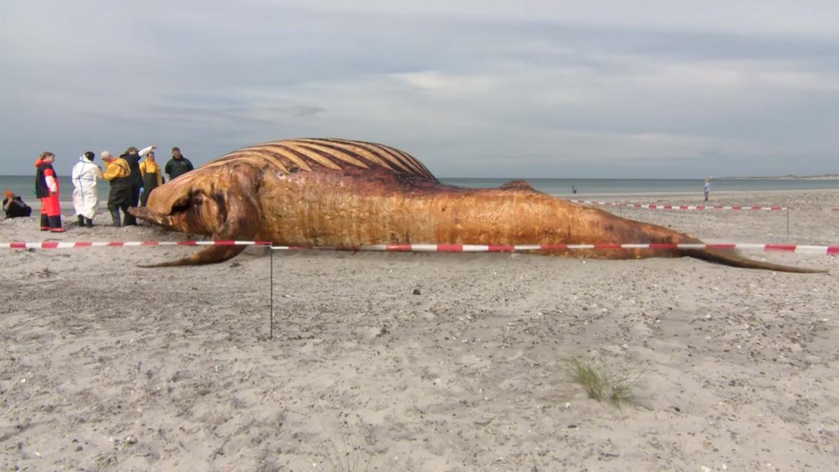 <![CDATA[Ballena jorobada “Timmy” será convertida en biocomb