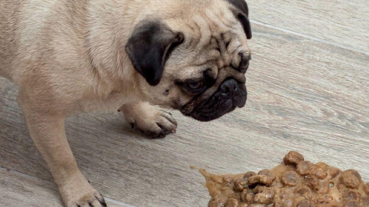<![CDATA[¿Por qué mi perro vomita la comida sin digerir? Est